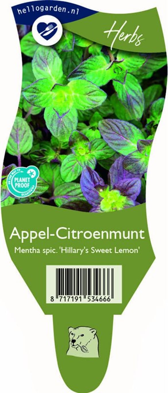 Mentha 'Hillary's Sweet Lemon' - P11